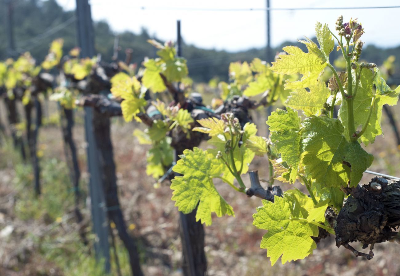 Casa en Palau-Saverdera - 1131 PALAU Casa con Piscina
