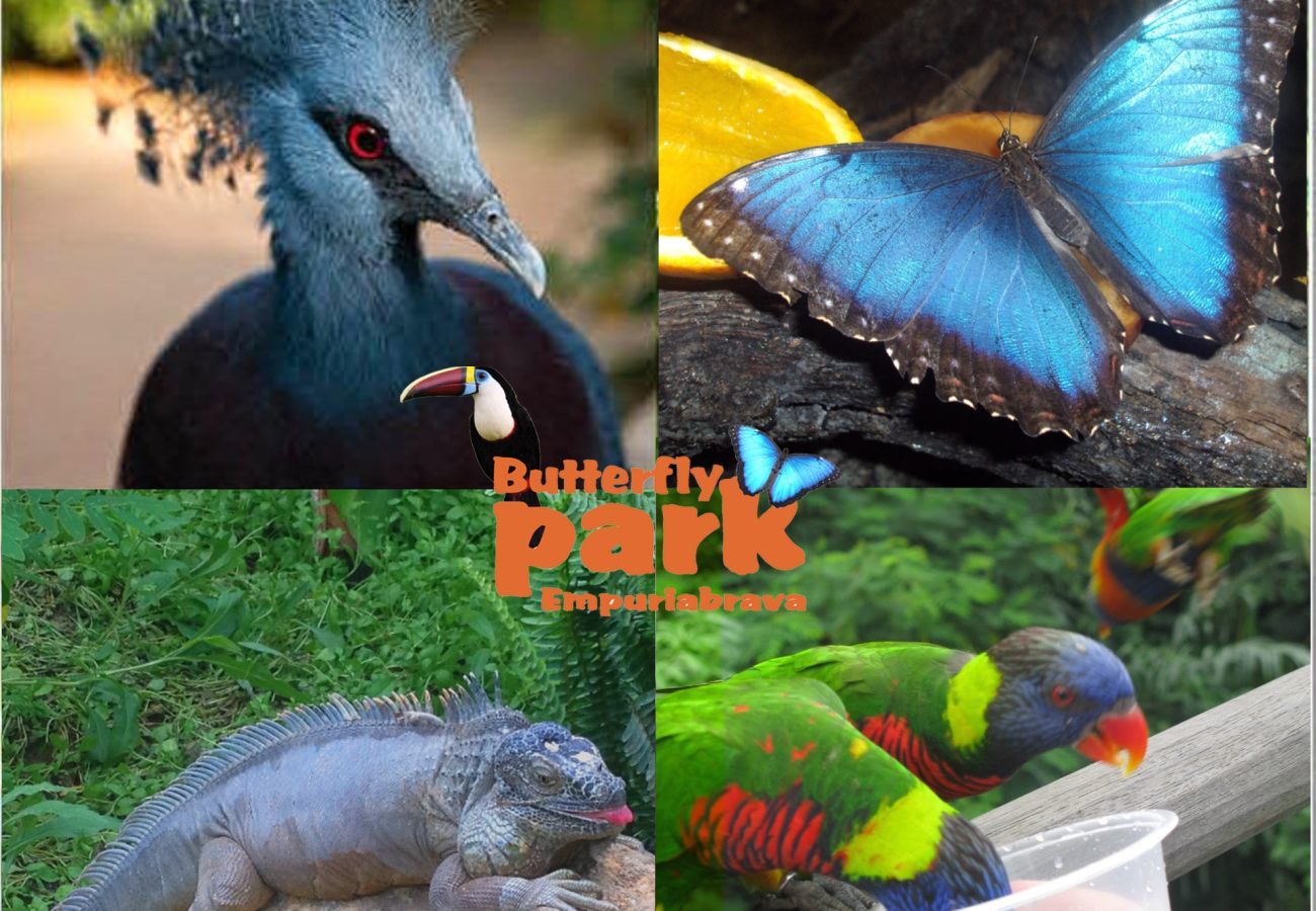 Apartament en Rosas / Roses - 1236 CARLA MAR 50m playa